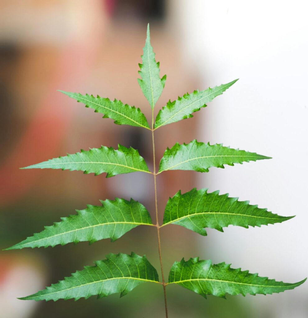 Close-up of neem leaves held by hand showcases lush greenery and freshness.